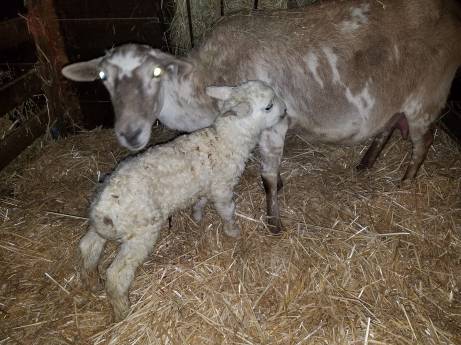 49321419_1939232066125504_90451405663371264_o