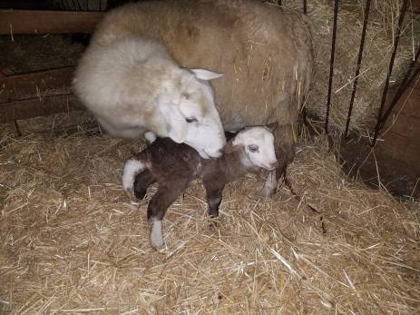 49711605_1937096053005772_7969330758533775360_o