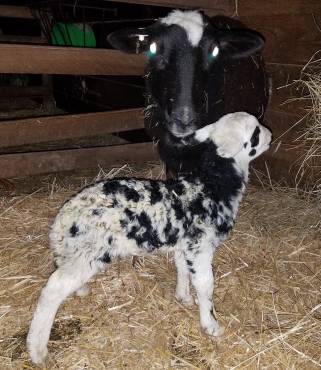 50491095_1956136511101726_3538519522476556288_o