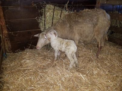 52111500_1978596392189071_8580974521421398016_n