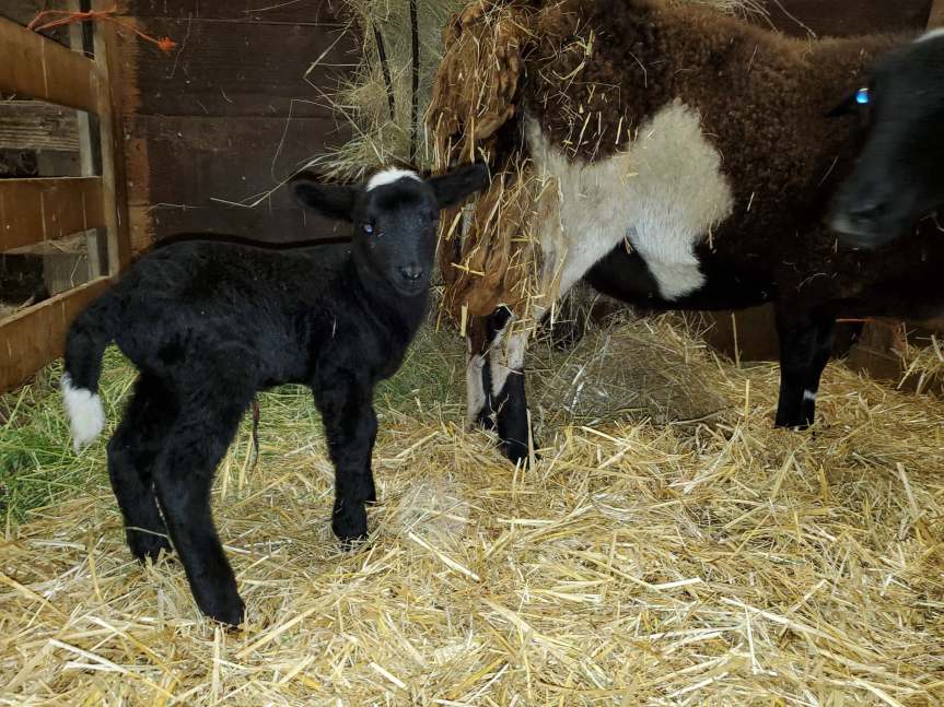 It’s Been a Week….but….LAMBS!
