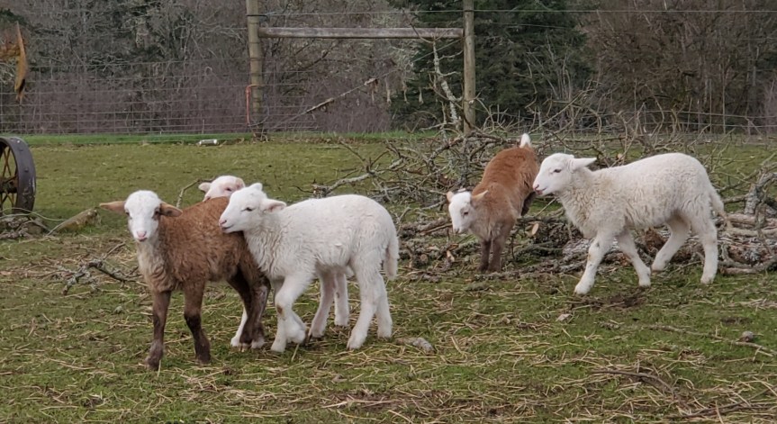 Looking Ahead with&nbsp;Sheep