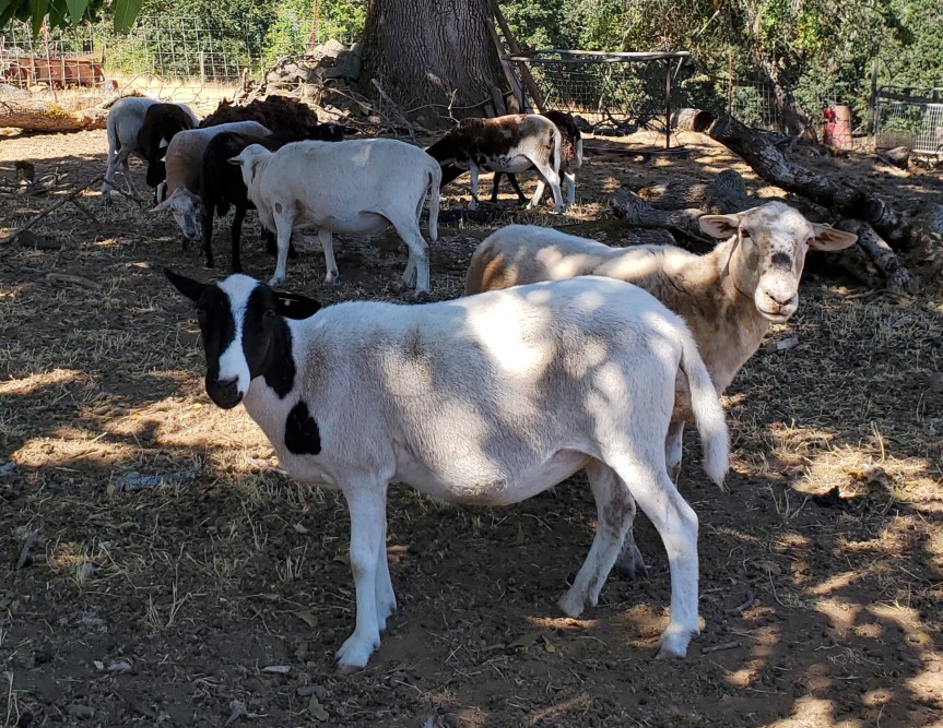 Pasture Lockdown 2021