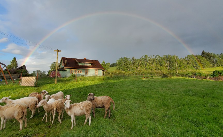 Lambs Leaving, Chicks & Veggie&nbsp;Garden!