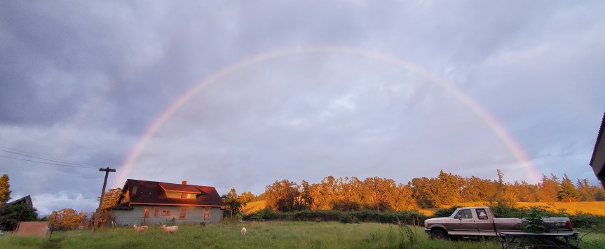 Titus, All-Father of Summer&nbsp;Lambs