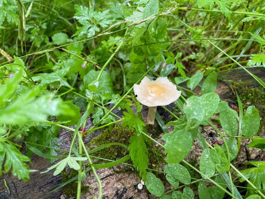 Rain…Rain….SUN…Rain…Rain…