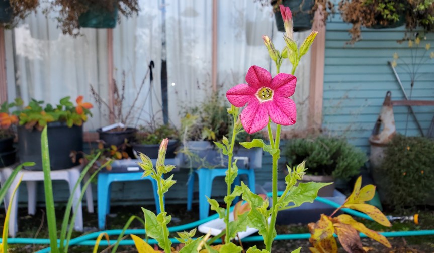 Homestead Happenings 11/8/22