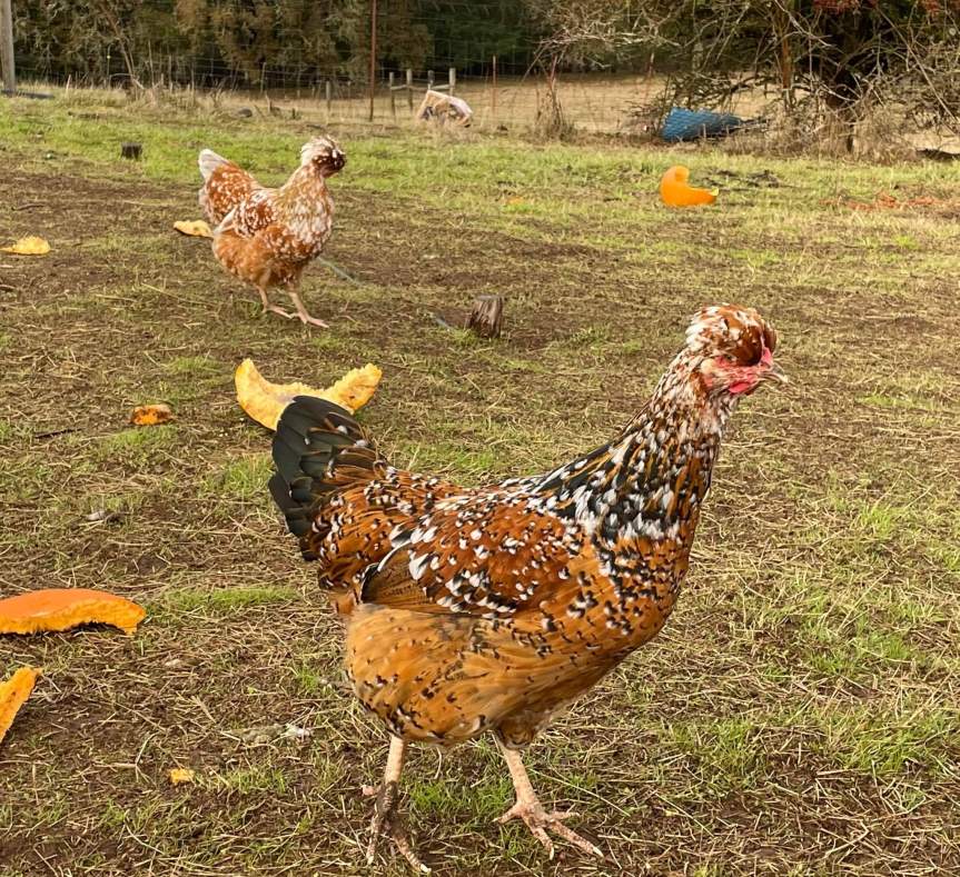 Nov/Dec 2024 Planting Guide – Zone&nbsp;7/8