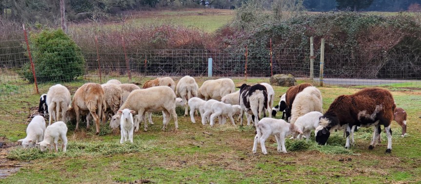 Homestead Happenings 1/21/23