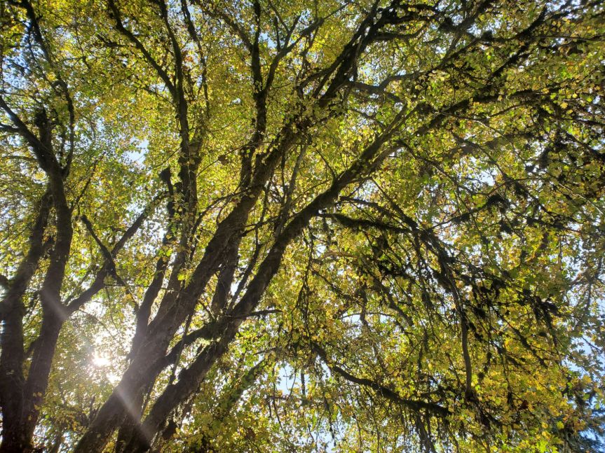 Homestead Happenings for October&nbsp;2024