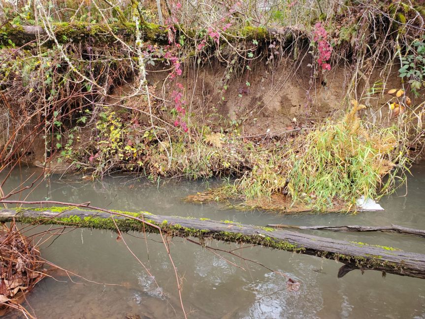 Homestead Happenings for November&nbsp;2024