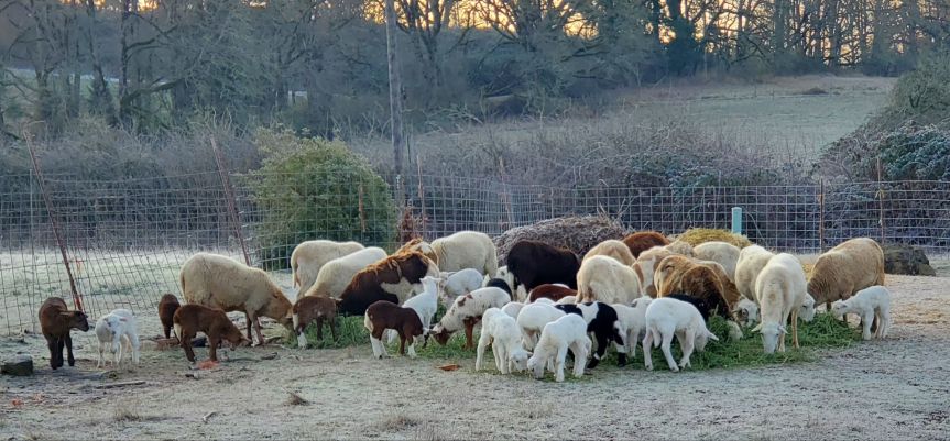 Homestead Happenings for January&nbsp;2025