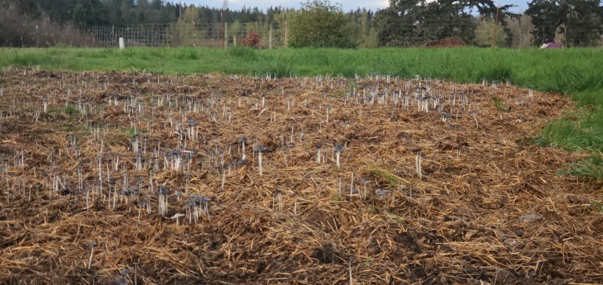 Homestead Happenings for March&nbsp;2025