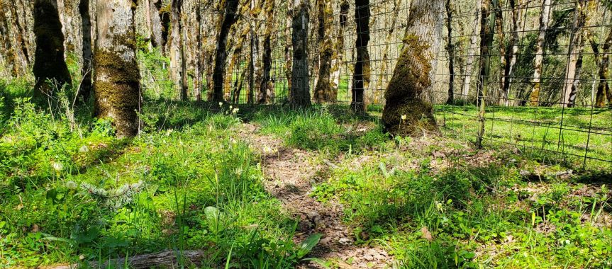 Homestead Happenings for April&nbsp;2025