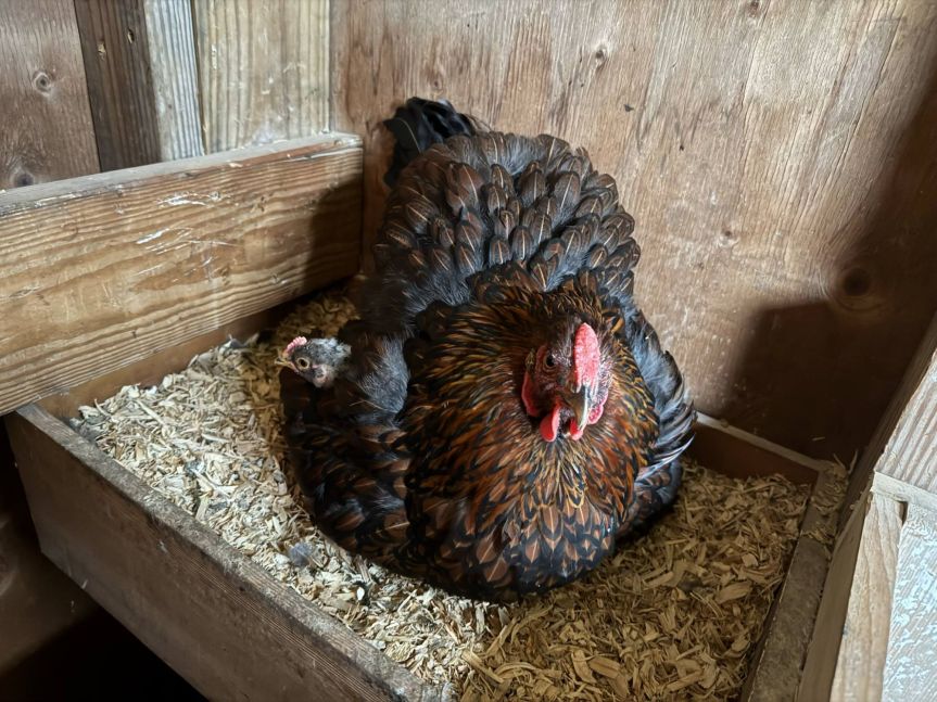 Homestead Happenings for May&nbsp;2025