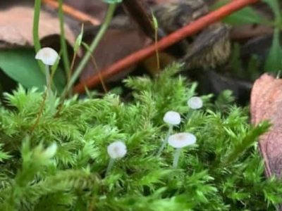 Homestead Happenings for November&nbsp;2025