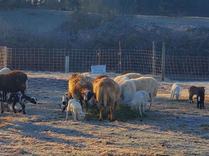 Homestead Happenings Imbolc 2026:&nbsp;Lambs!