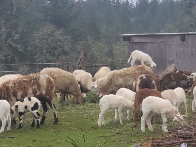 Homestead Happenings February 2026: The Ranch Begins to Come to&nbsp;Life!