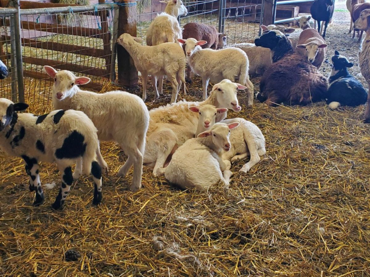 Homestead Happenings March 2026: Spring is Going Full&nbsp;Force!