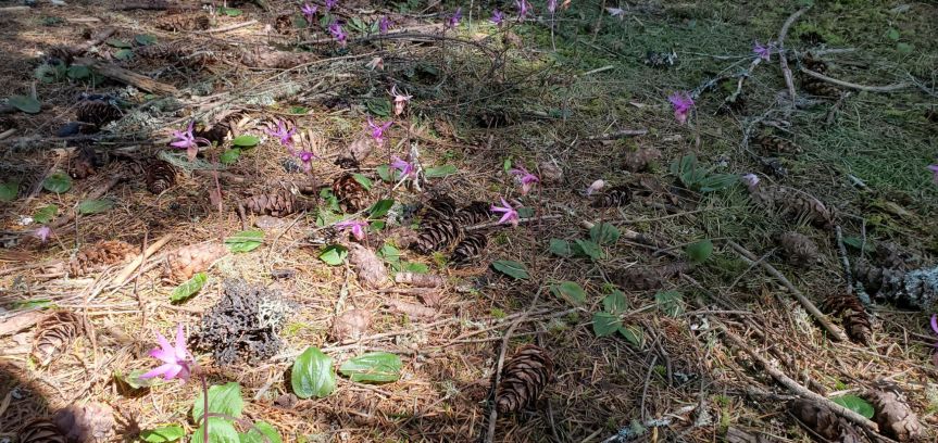 Homestead Happenings: Flowers & Nature&nbsp;4/27/26!