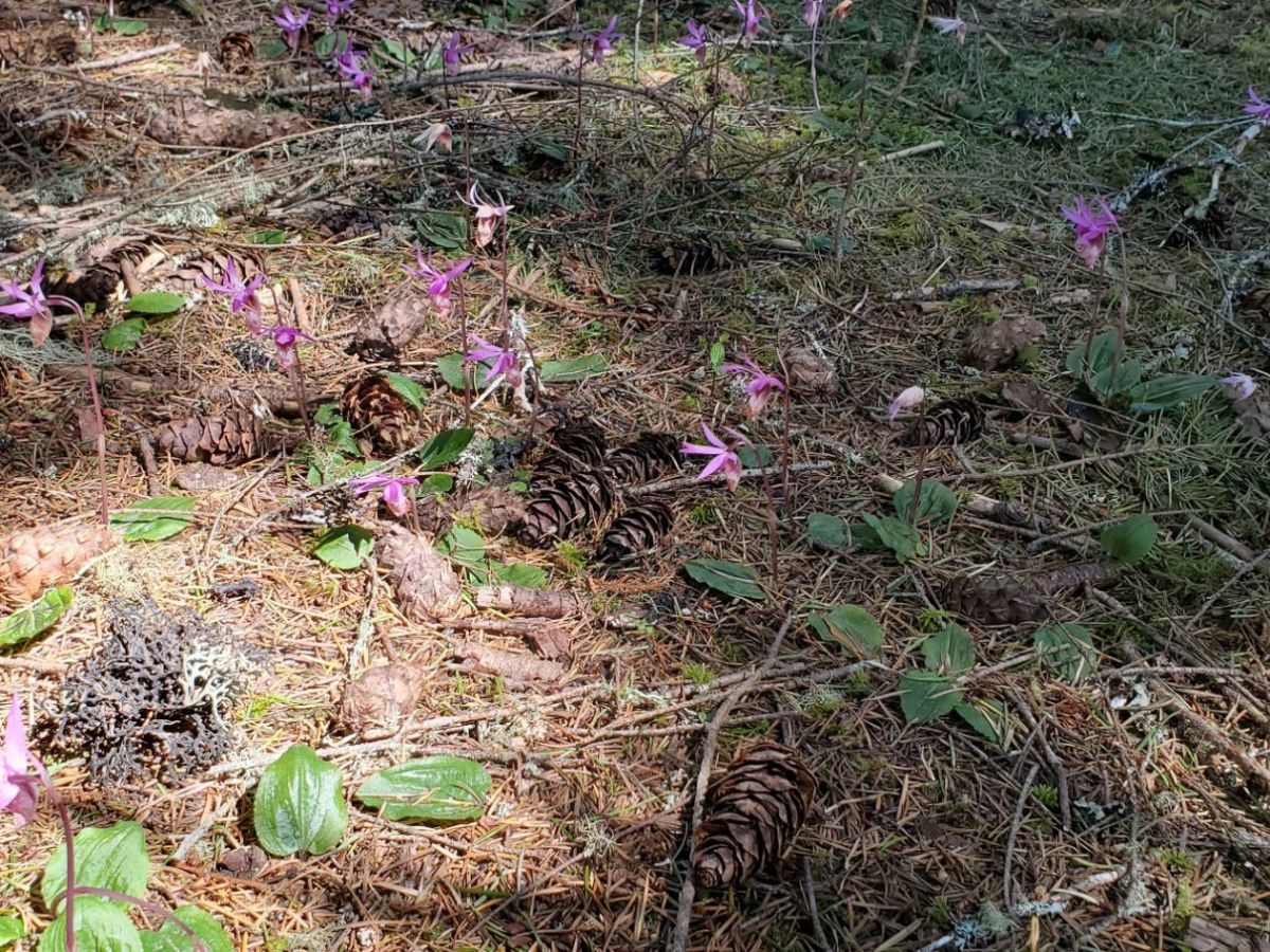 Homestead Happenings: Flowers & Nature&nbsp;4/27/26!