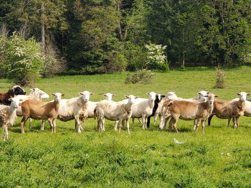 Homestead Happenings April 2026: Livestock&nbsp;Edition
