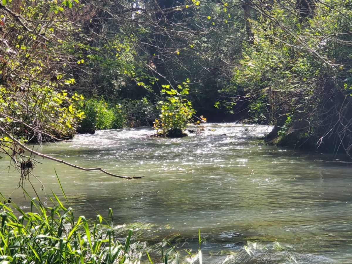 Homestead Happenings: Flowers & Nature&nbsp;4/20/26!