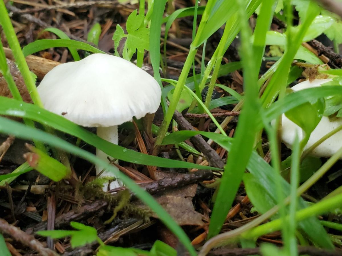 Homestead Happenings: Flowers & Nature&nbsp;4/17/26!