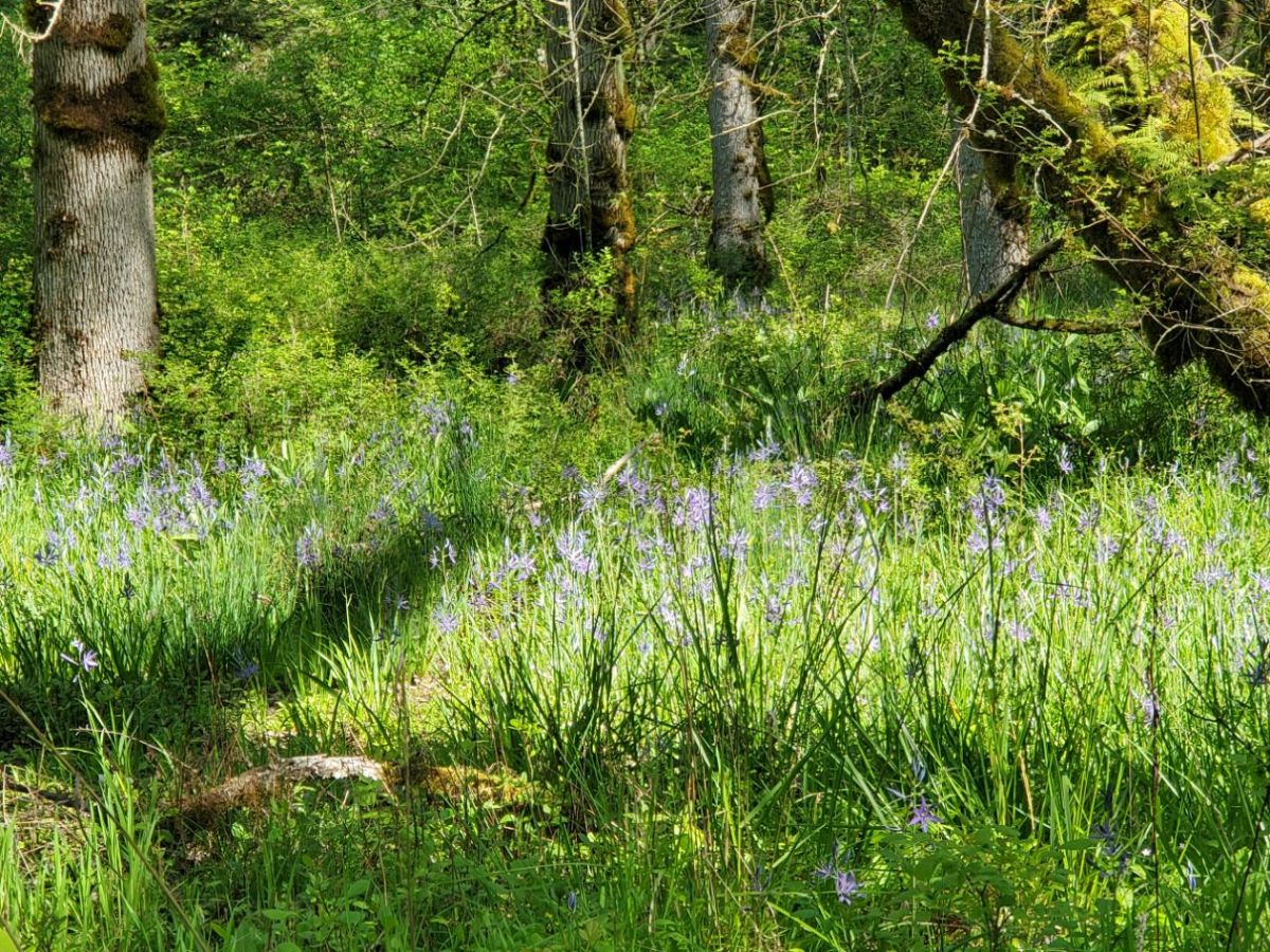 Homestead Happenings: Flowers & Nature&nbsp;5/4/26!