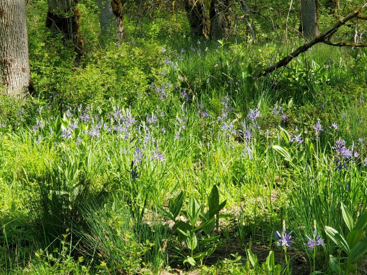 Homestead Happenings: Flowers & Nature&nbsp;5/10/26!