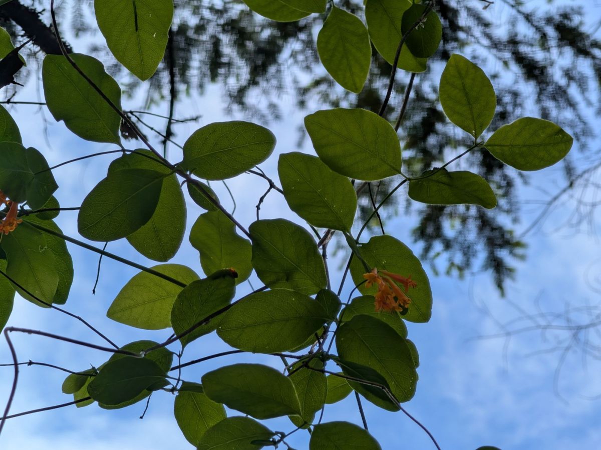 Homestead Happenings: Flowers & Nature&nbsp;5/18/26!