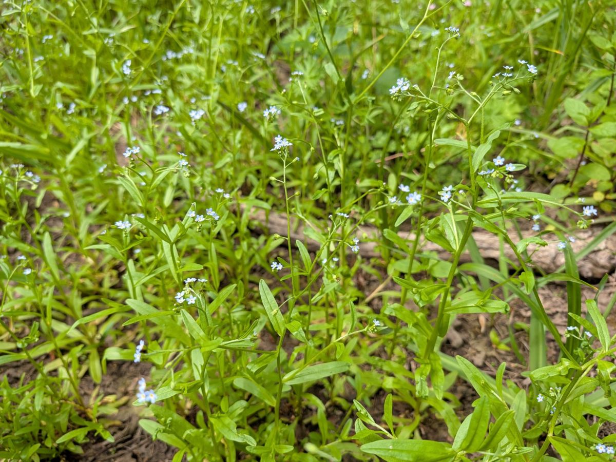 Homestead Happenings: Flowers & Nature&nbsp;5/25/26!