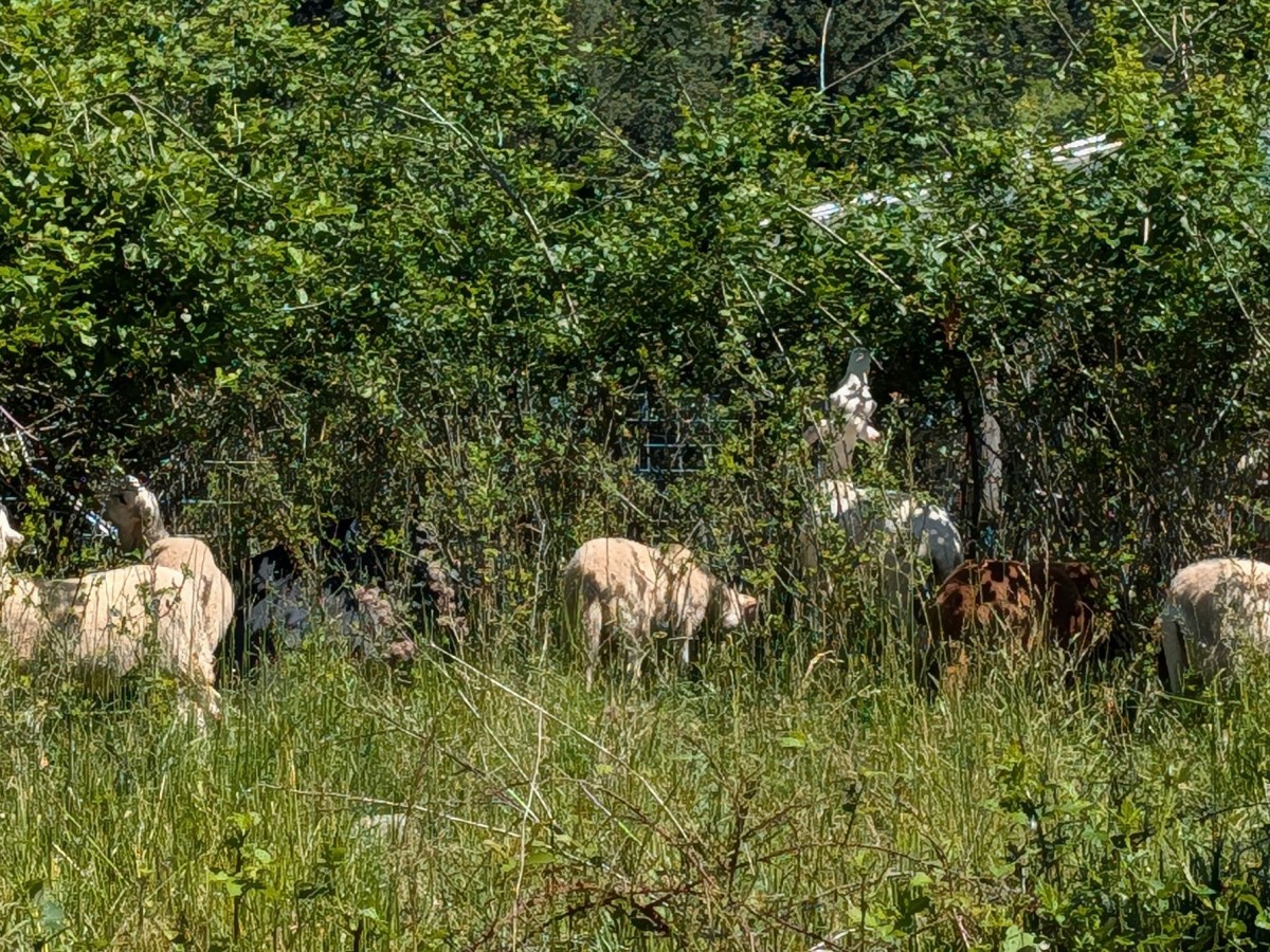Homestead Happenings: Livestock Edition June&nbsp;2026