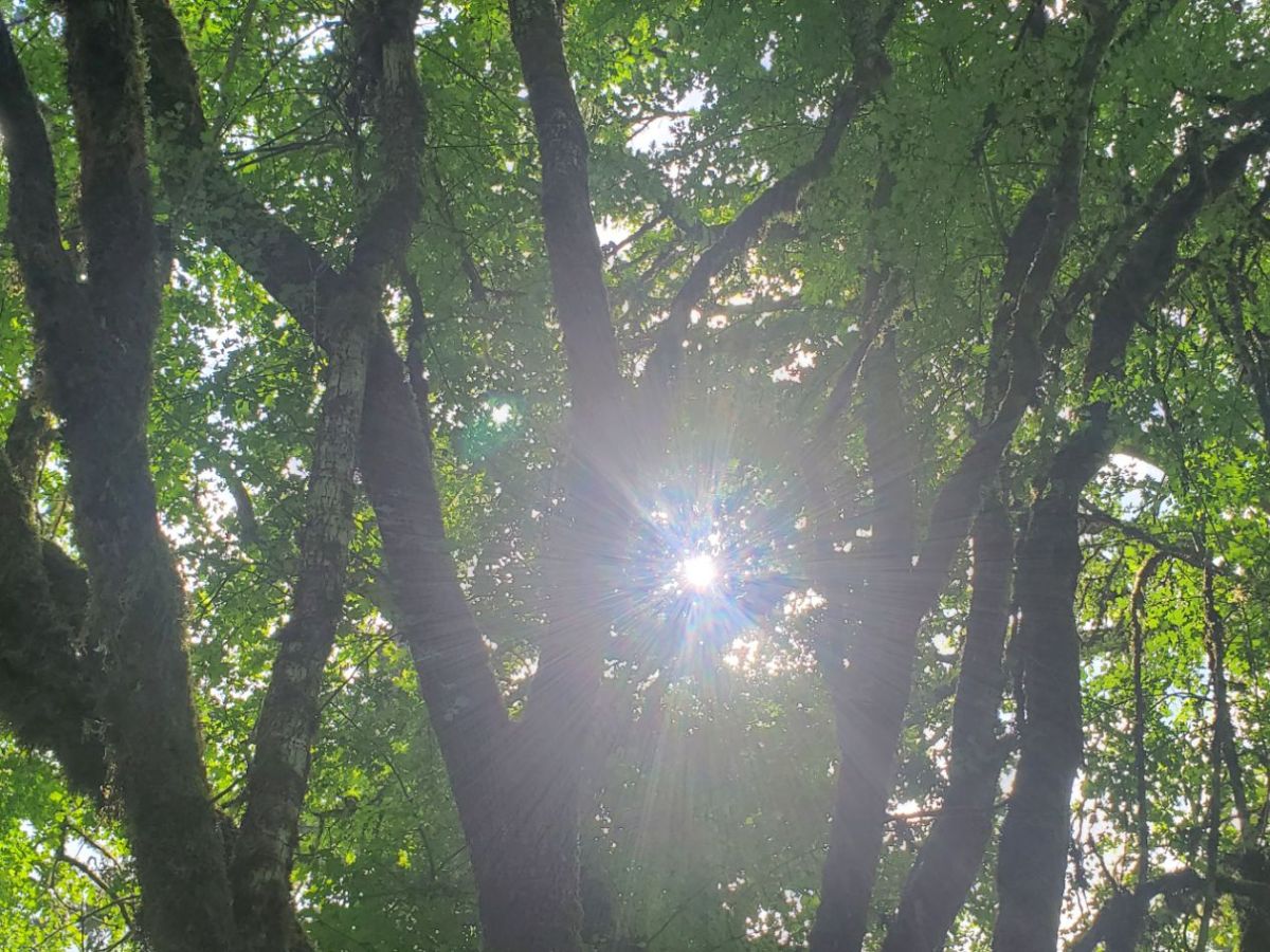 Homestead Happenings: Flowers & Nature&nbsp;5/11/26!