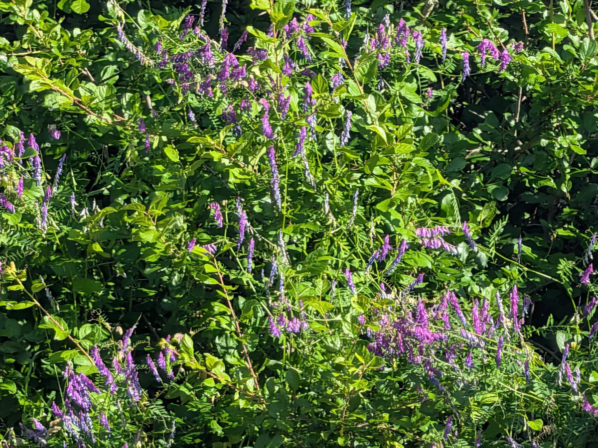 Homestead Happenings: Flowers & Nature&nbsp;6/8/26!