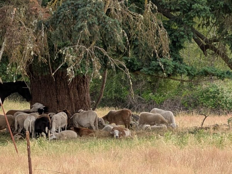 Homestead Happenings: Livestock Edition July&nbsp;2026