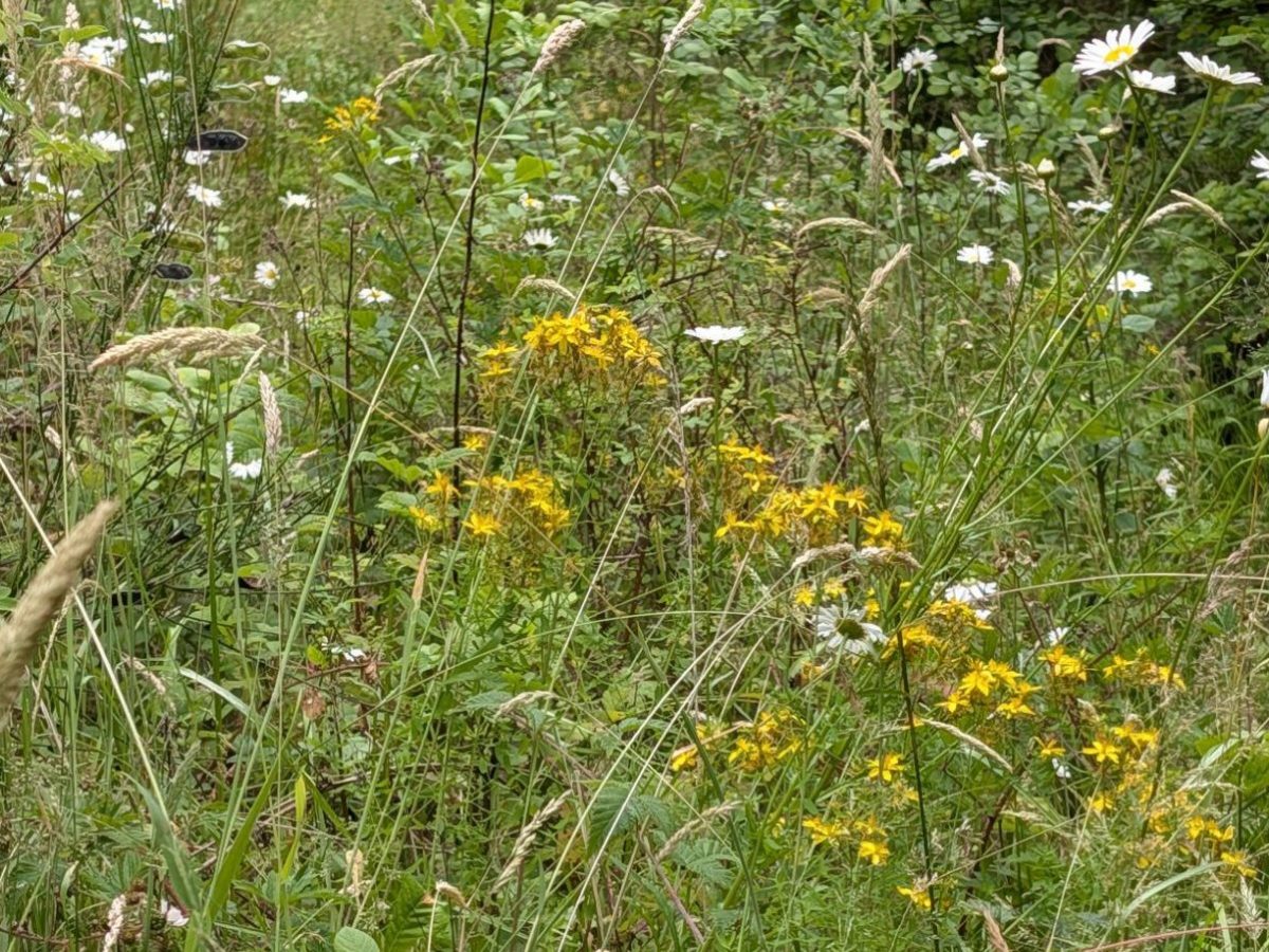 Homestead Happenings: Flowers & Nature&nbsp;6/29/26!