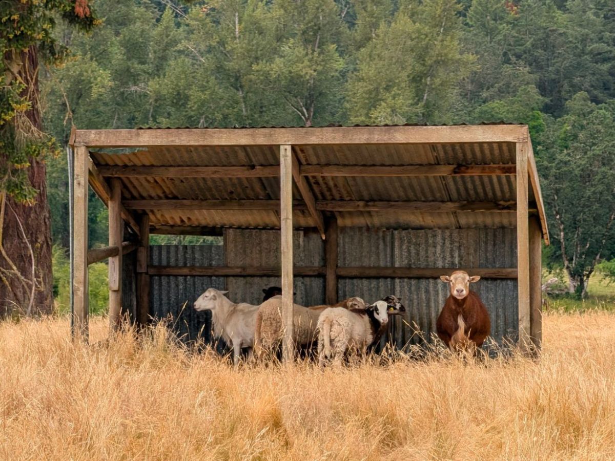 Livestock Edition: August&nbsp;2026