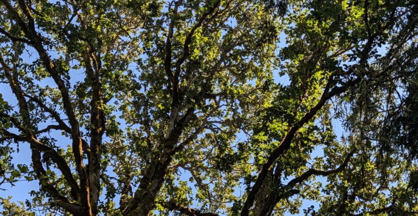 Homestead Happenings: Flowers & Nature&nbsp;7/20/26!