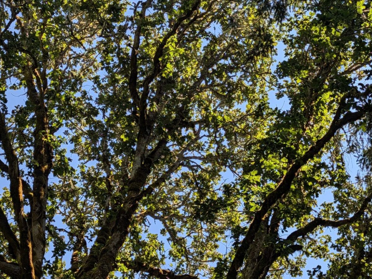 Homestead Happenings: Flowers & Nature&nbsp;7/20/26!