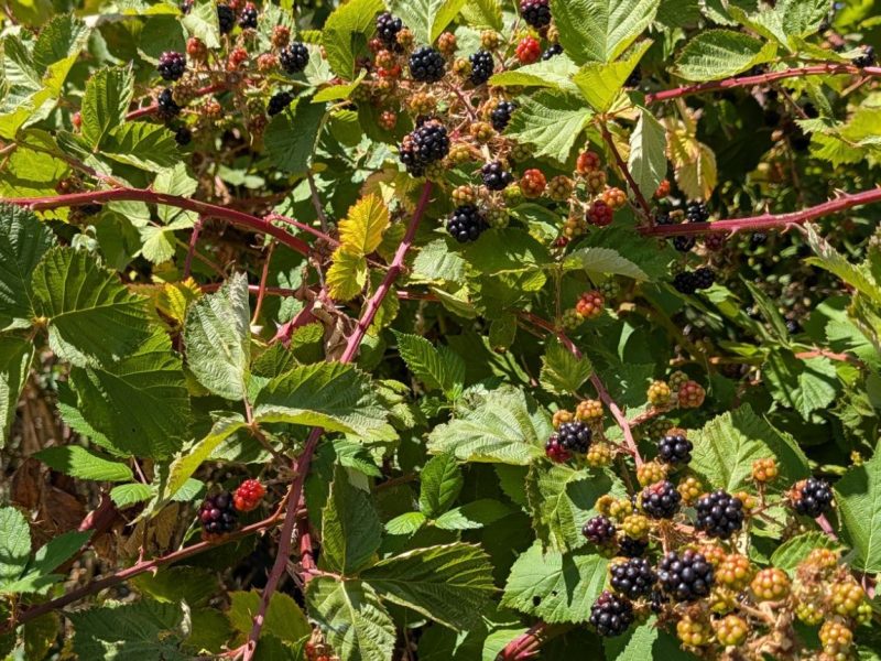 Gardens & Nature: July 27,&nbsp;2026