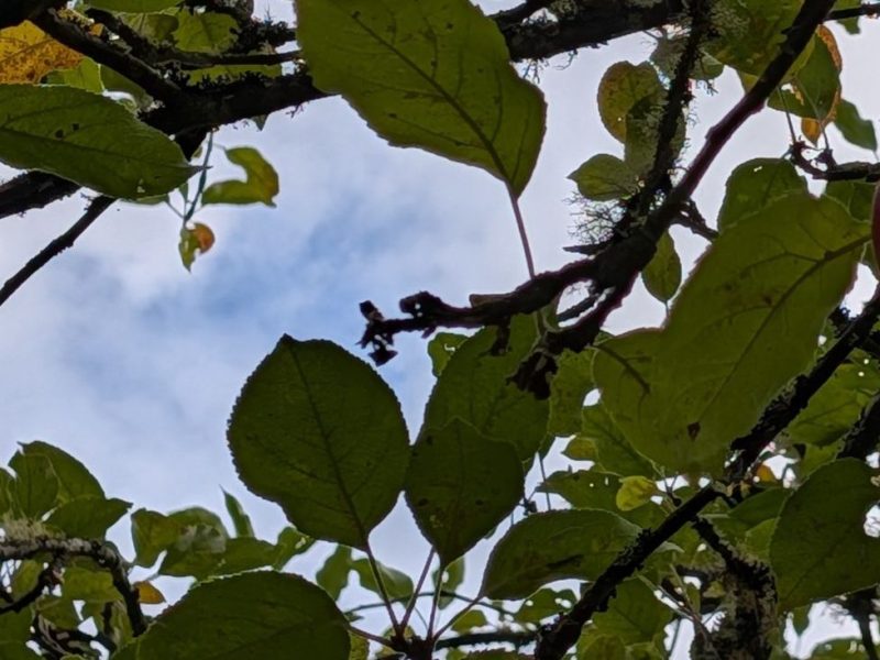 Gardens & Nature: August 31st,&nbsp;2026