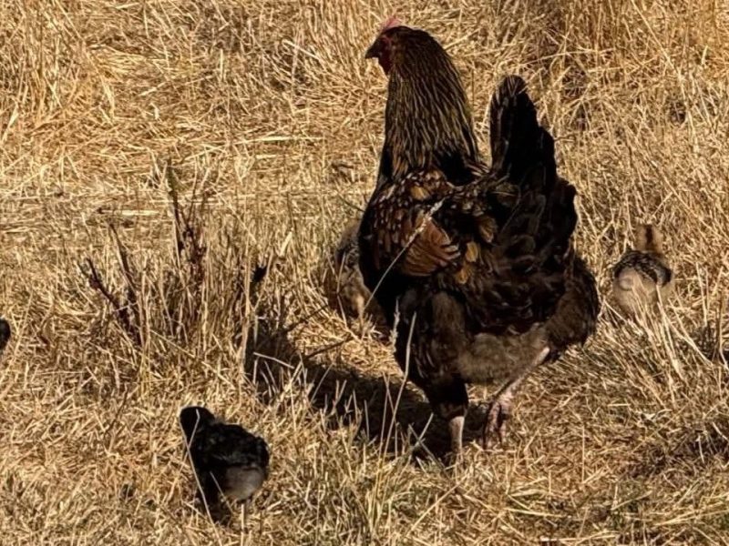 Livestock Edition: September&nbsp;2026
