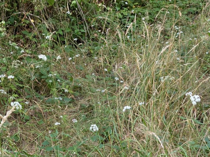 Gardens & Nature: August 3rd,&nbsp;2026