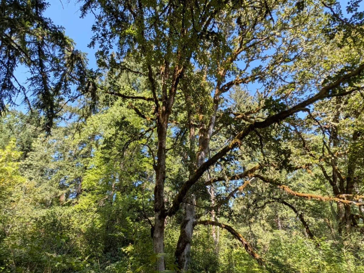 Gardens & Nature: August 24th,&nbsp;2026