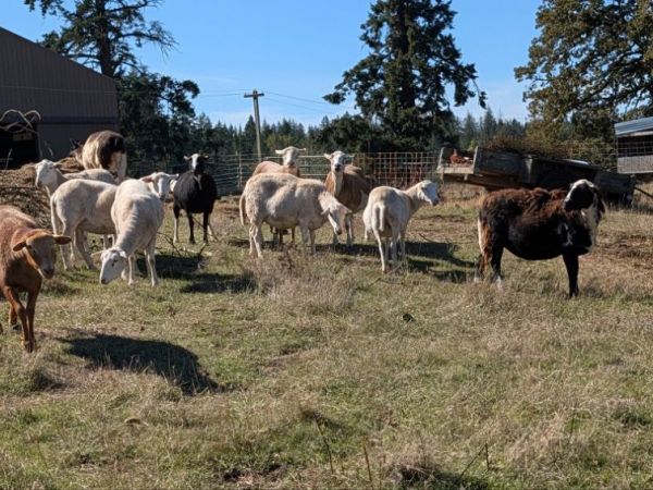 Hair Sheep, Hens & Harvest: Mid-Autumn&nbsp;2026