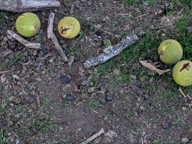 Horticulture & Harvest: Mid-Autumn&nbsp;2026