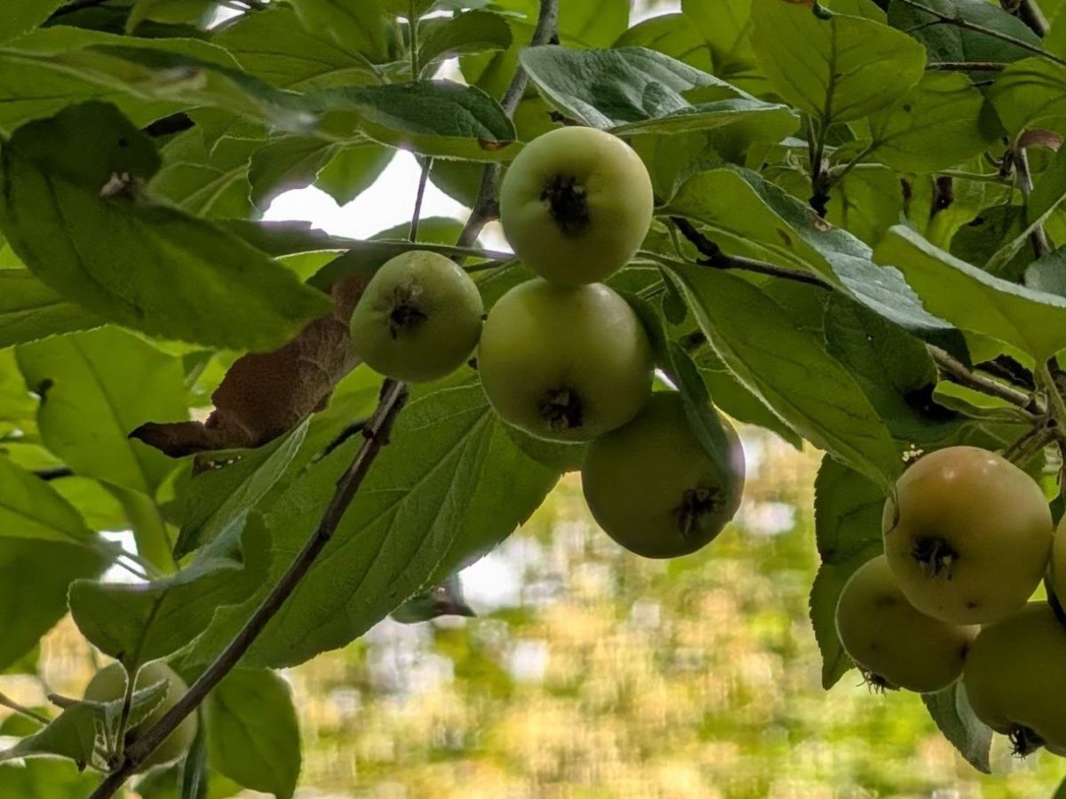 Gardens & Nature: September 7th,&nbsp;2026